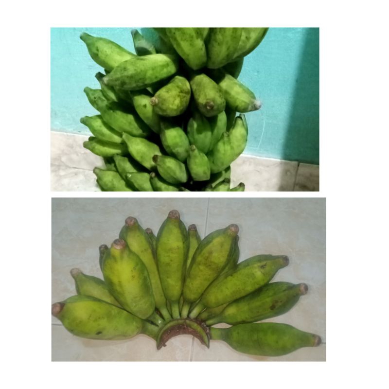 

pisang gedah mentah tua / mengkal fresh 1 kilo | bahan keripik pisang, sale pisang