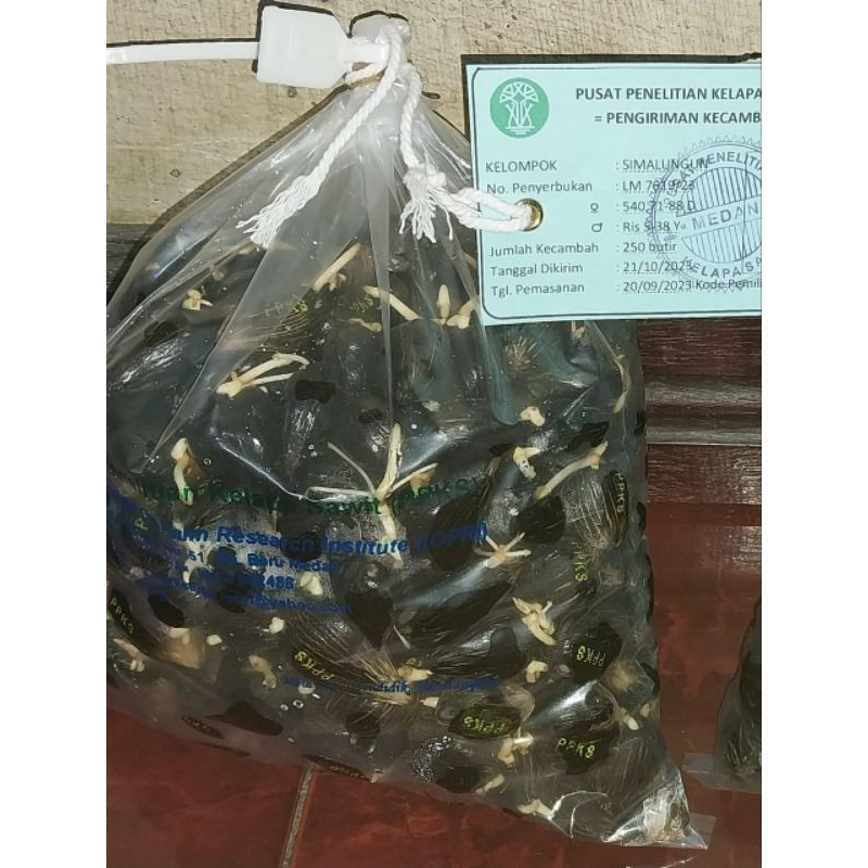 bibit kecamba kelapa sawit