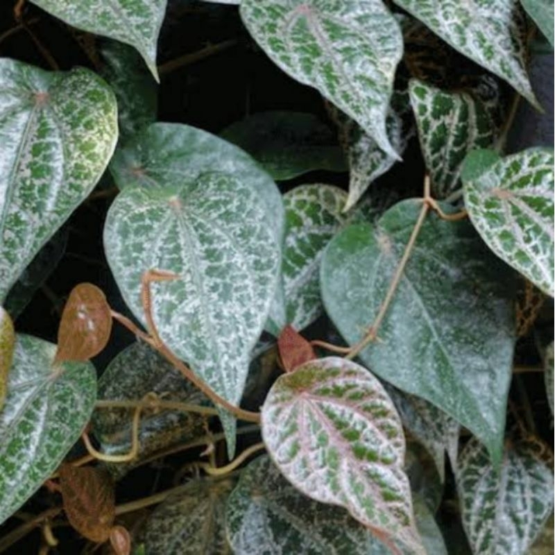 

Daun Sirih Merah Fresh | 10 Helai Daun