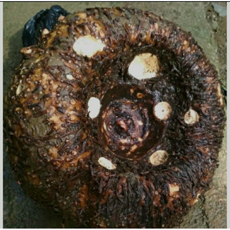 

UMBI SUWEK SEGAR ORGANIK 1KG