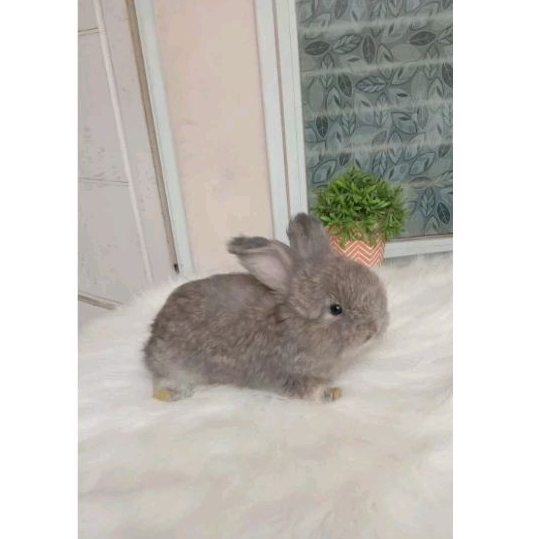 KELINCI ENGLISH ANGGORA , ENGGLISH ANGGORA, EA, INGGRIS ANGGORA 1