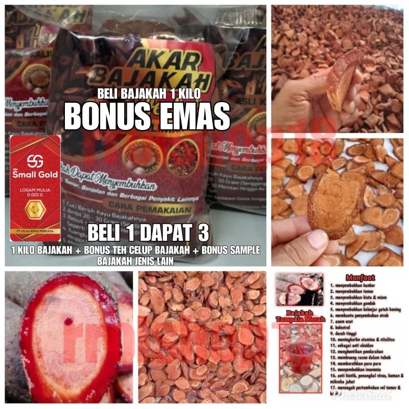 AKAR BAJAKAH TAAMPALAA MERAH SUPER PREMIUM (Jika Palsu Uang Kembali) ASLI KALIMANTAN UNTUK KANKER TU