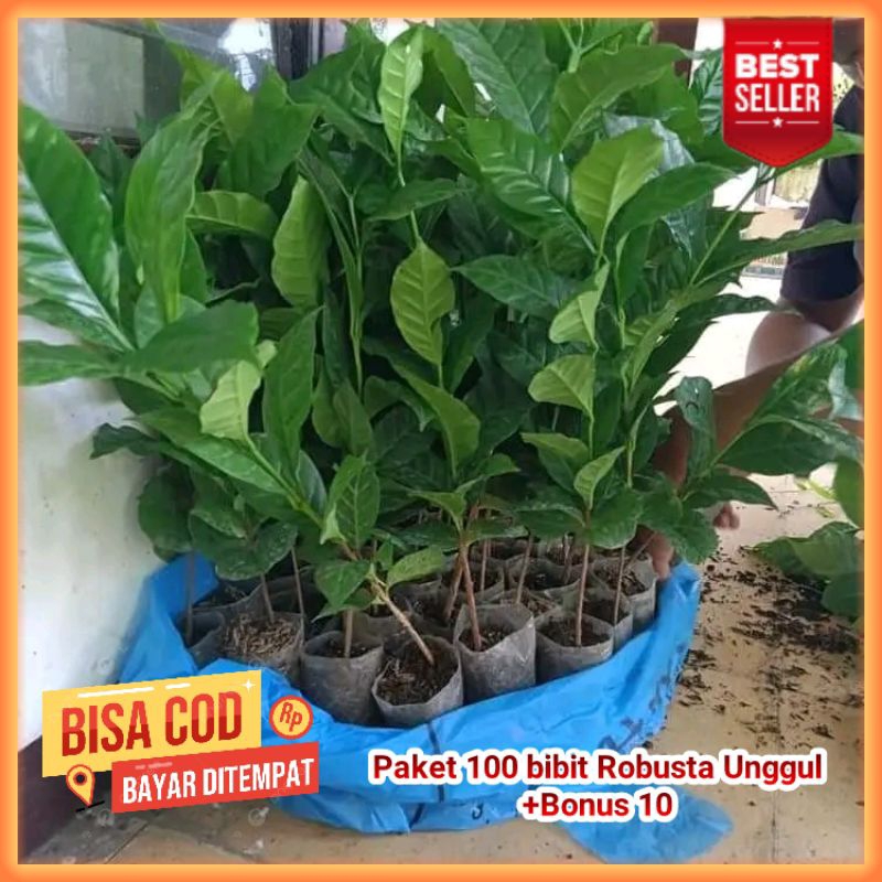 TERMURAH - 100 Bibit Kopi Robusta Siap Tanam / Benih Bibit Kopi Robusta Super Siap Tanam