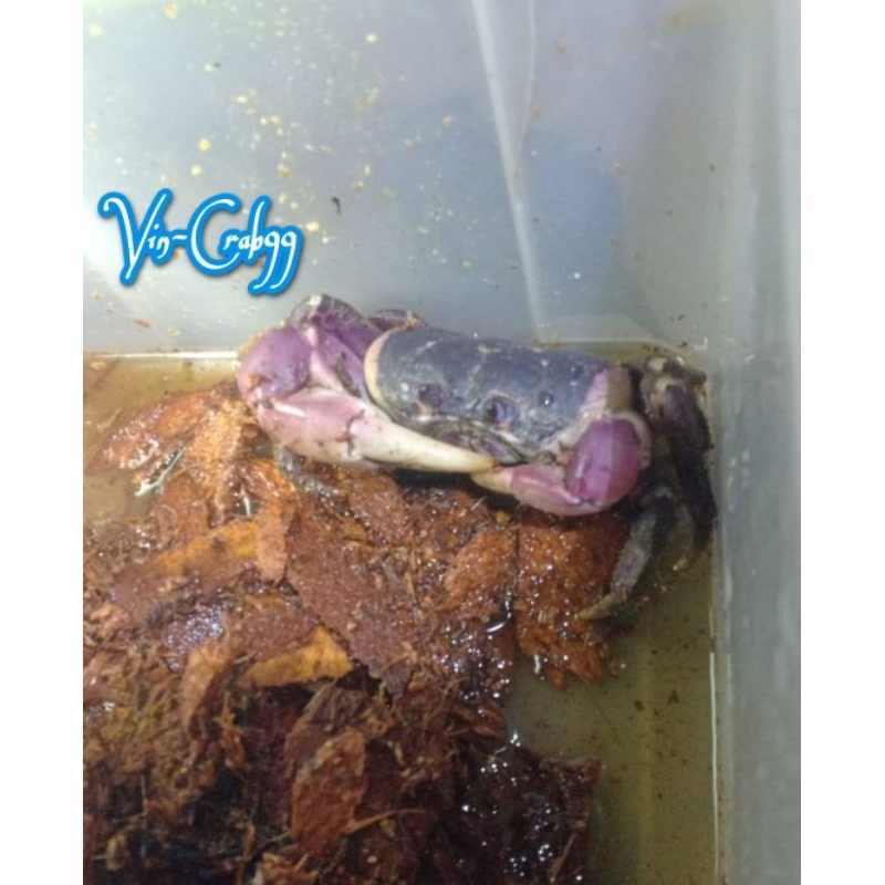

Kepiting Tawar (Gecarcoidea Humei) Super Langka