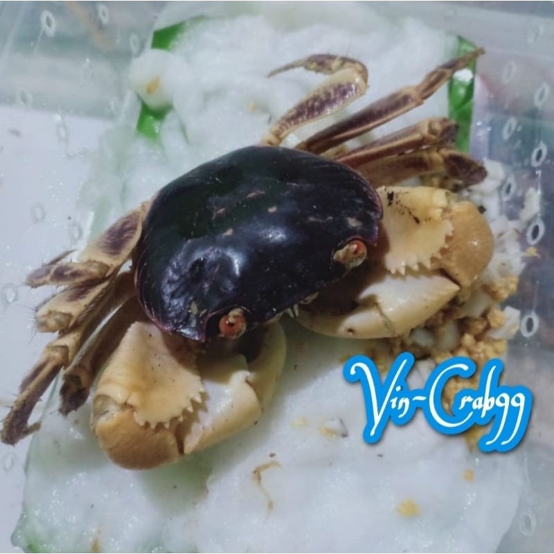 

Kepiting Hias Tawar Grayi