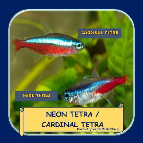 IKAN HIAS AIR TAWAR - NEON TETRA (IKAN AQUASCAPE)