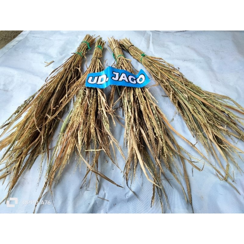 merang jarami /merang dari pohon padi / jerami padi terlaris