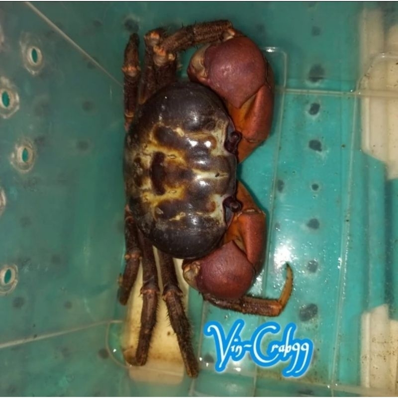 

Kepiting Hias Tawar Magnum Capit Merah Jambu Langka