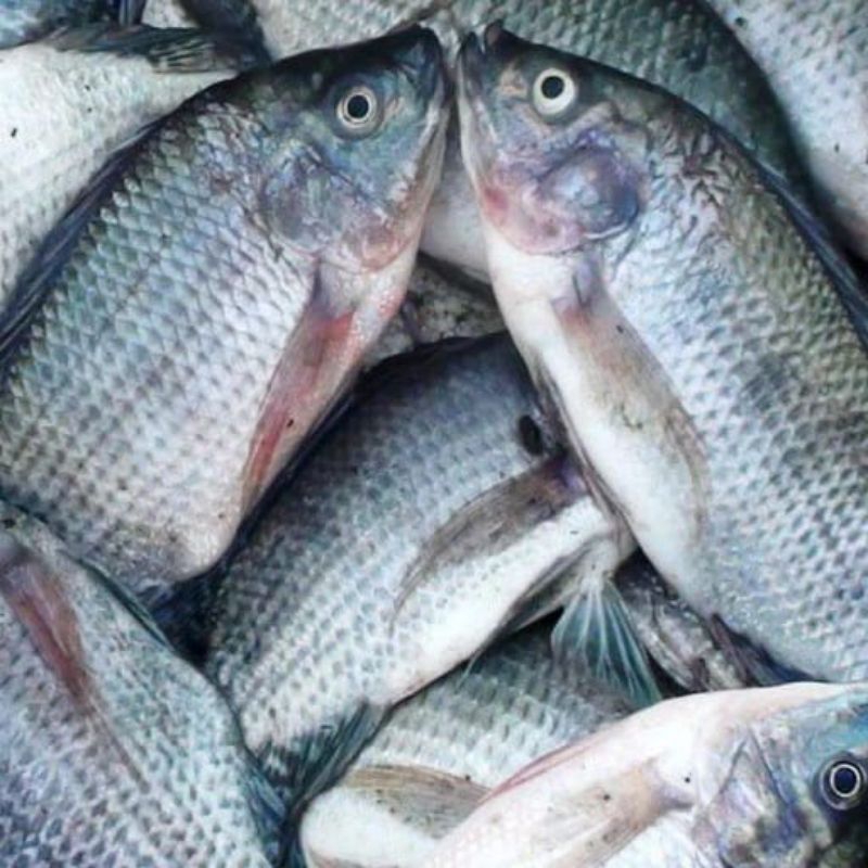 

ikan gurame segar kiloan