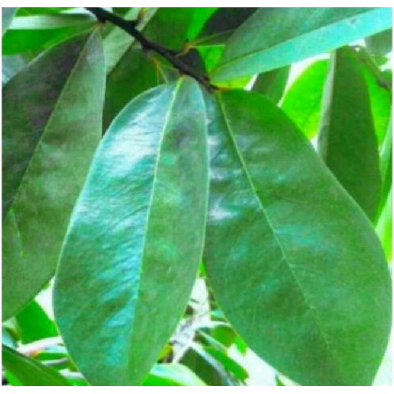 

Daun Sirsak Segar 10 lembar