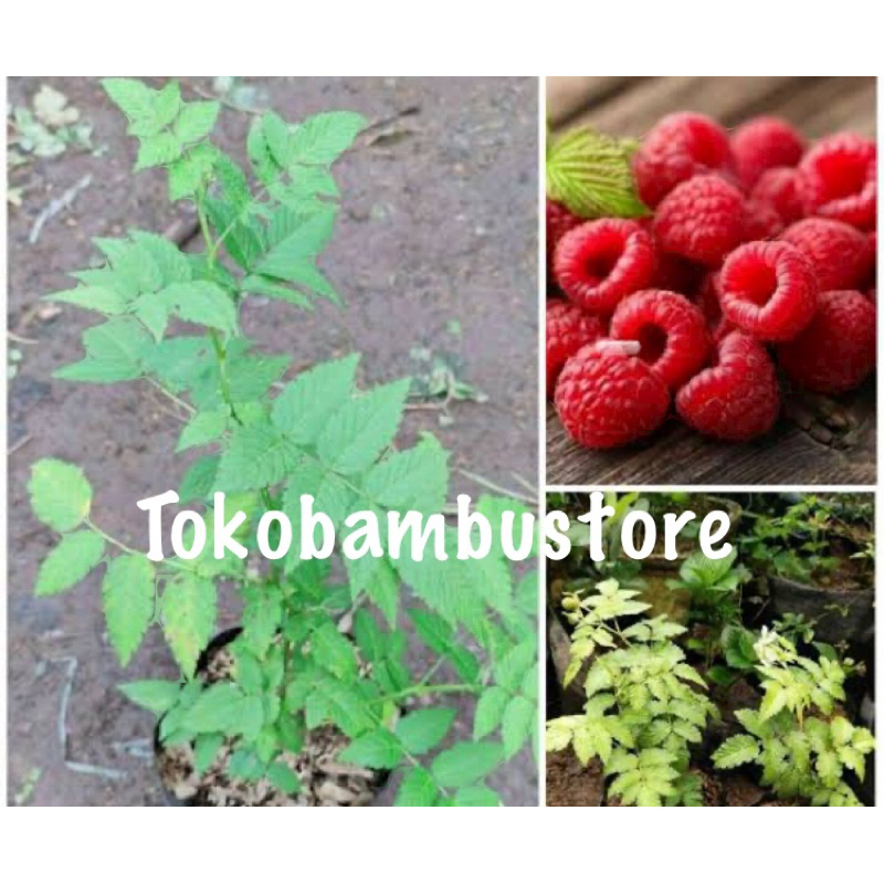 Bibit arbei bibit raspberry super-az