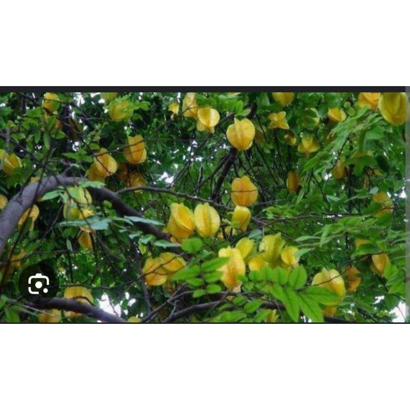 

Daun belimbing buah fresh segar baru petik untuk menurunkan berat badan, pencernaan, menjaga tekanan darah dll