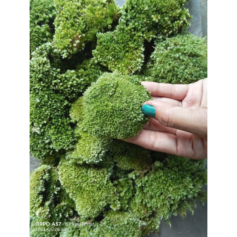 lumut pinus -lumut pinus hidup berat 3kg siap pakai kondisi barang bersih.