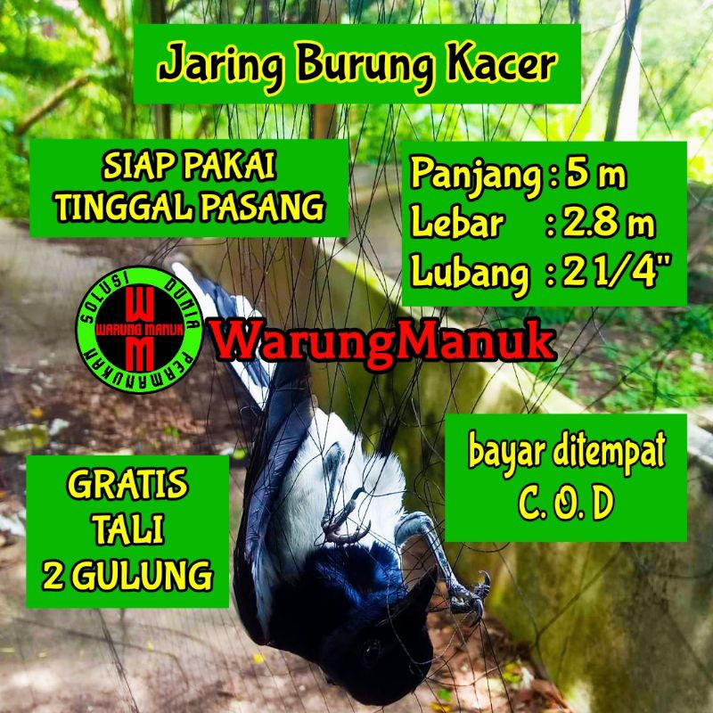 jaring burung kacer 5 meter jaring burung kutut 2 inci warna hitam jaring 2 jari jaring burung kacer