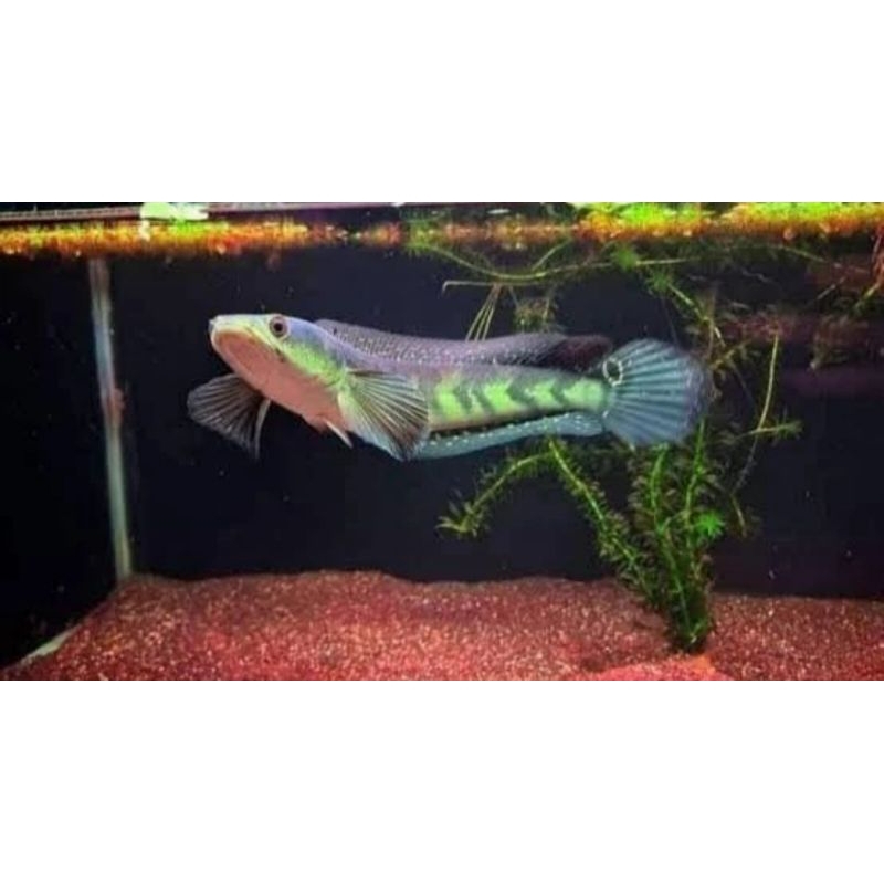 channa maru green marulius