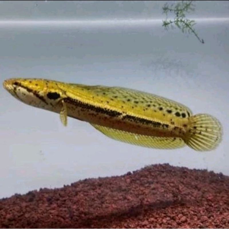 ikan channa bankanensis