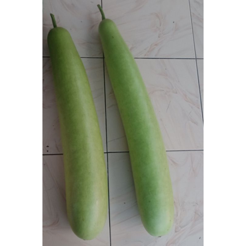 

LABU AIR HARGA PER PCS FRESH