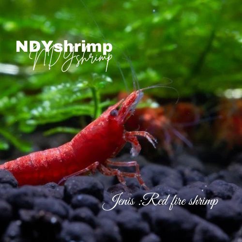 NDYshrimp-Udang Hias Merah Aquascape Aquarium - RED FIRE SHRIMP