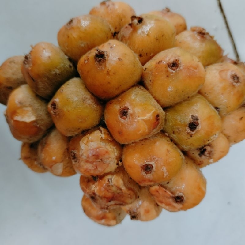 

Asam Sihala Asam Ciakla Asam Patiakal Asam Medan 1kg