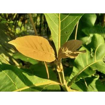 DAUN PUCUK JATI/DAUN JATI MUDA/DAUN ECOPRINT/TANAMAN ECOPRINT/DAUN UNTUK ECOPRINT/TANAMAN ECOPRINT/T