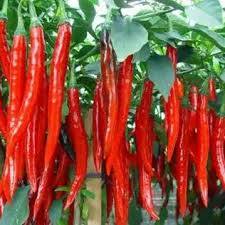 BIBIT CABE MERAH BESAR