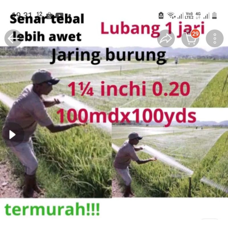 JARJNG BURUNG SAWAH LUBANG 1 JARI JARING BURUNG EMPRIT JARING PADI