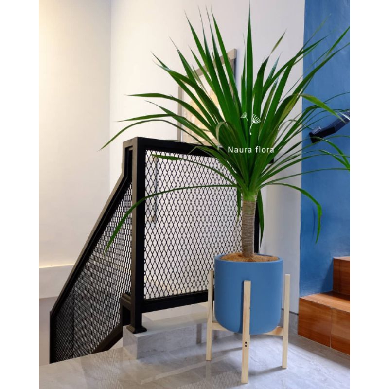 Tanaman pandan bali Tinggi 1-1.2meter batang besar indoor/outdoor