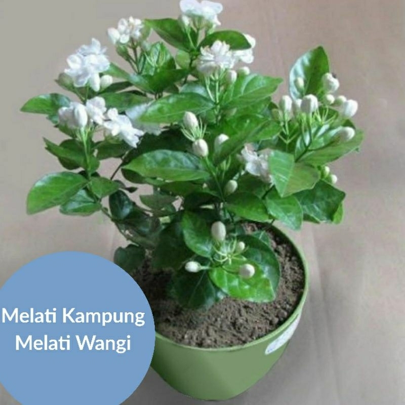 Bunga melati hidup asli tanaman bunga melati wangi pengantin