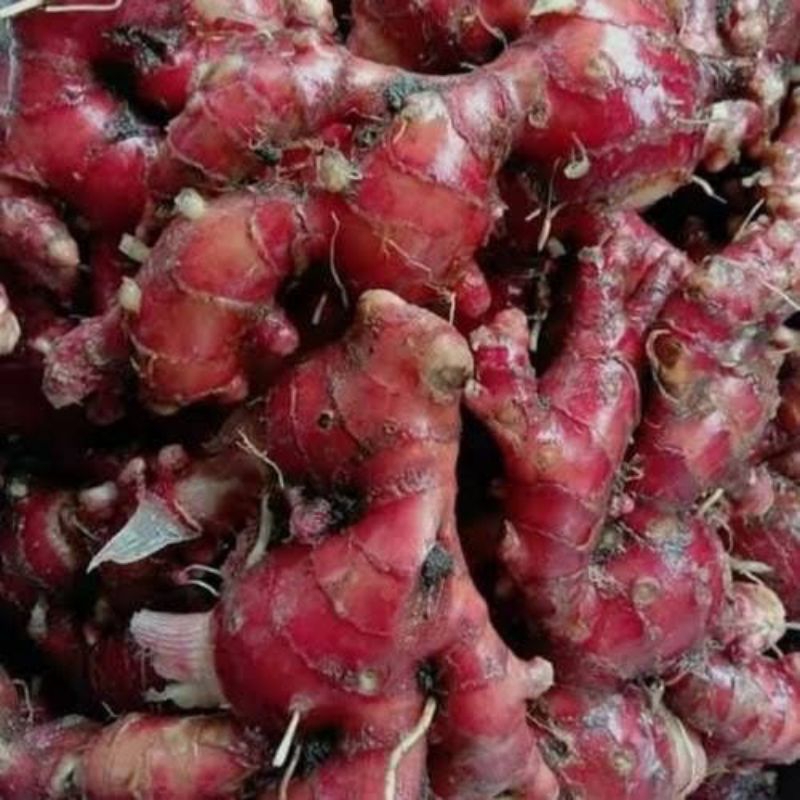 

Jahe Merah Segar Fresh