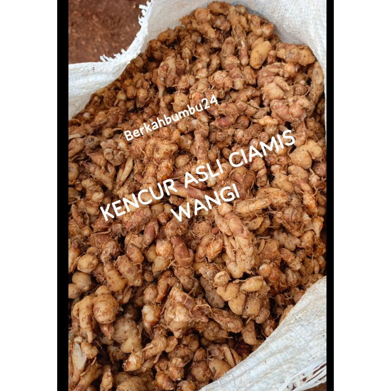 

kemasan ( 5.kg ) KENCUR/CIKUR SEGAR WANGI KENCUR ASLI CIAMIS KUALITAS BAGUS WANGI COCOK UNTUK BUMBU SEBLAK DLL