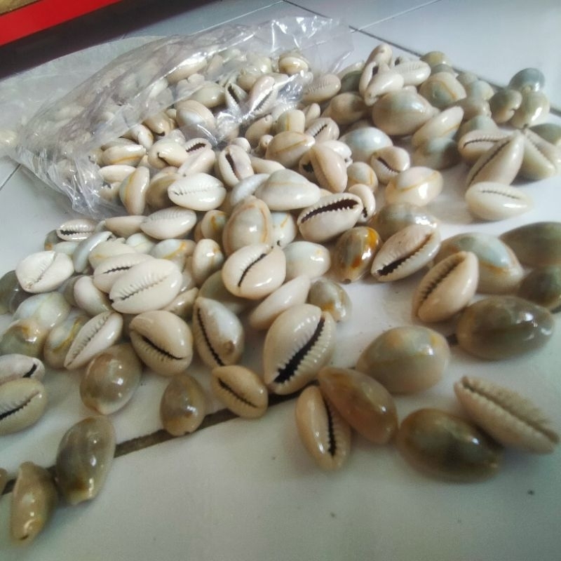 BIJI CONGKLAK/BIJI BEKEL KERANG KUWUK ISI 100 ASLI BUKAN PLASTIK