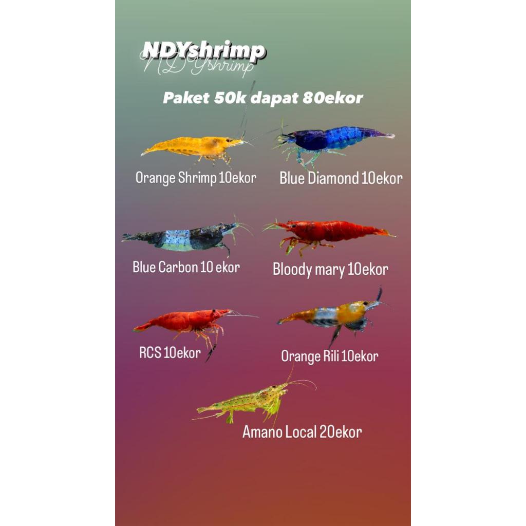 NDYshrimp-paket 50k total 80ekor 7 jenis udang Orange shrimp, Blue Diamond,Blue carbon,Bloody Mary,O