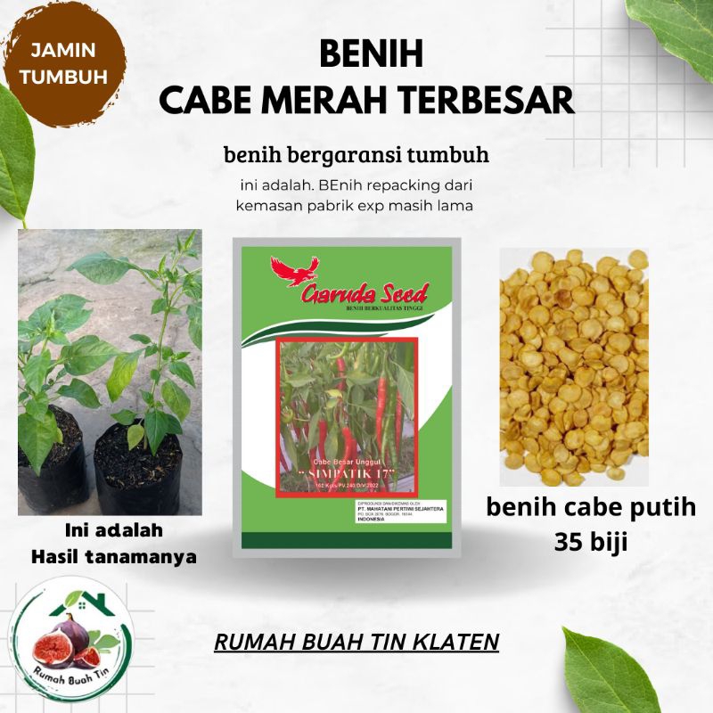 BENIH CABE MERAH TERBESAR