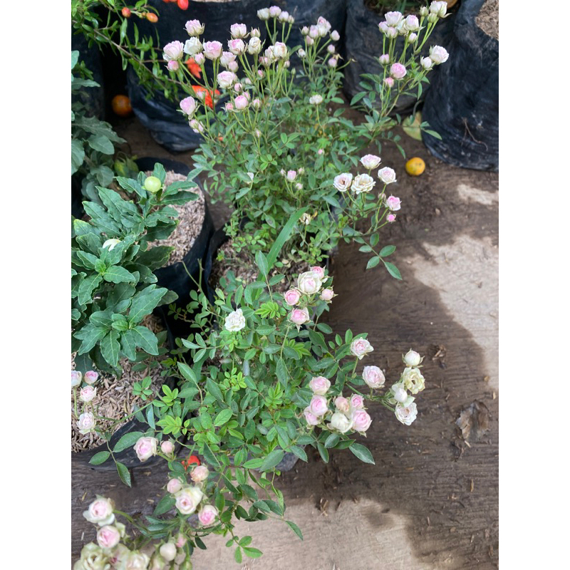 Bibit Mawar Mini Super Lebat berbunga