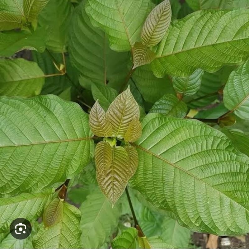 

POWDER/BUBUK KOPI KALIMANTAN (Hijau)