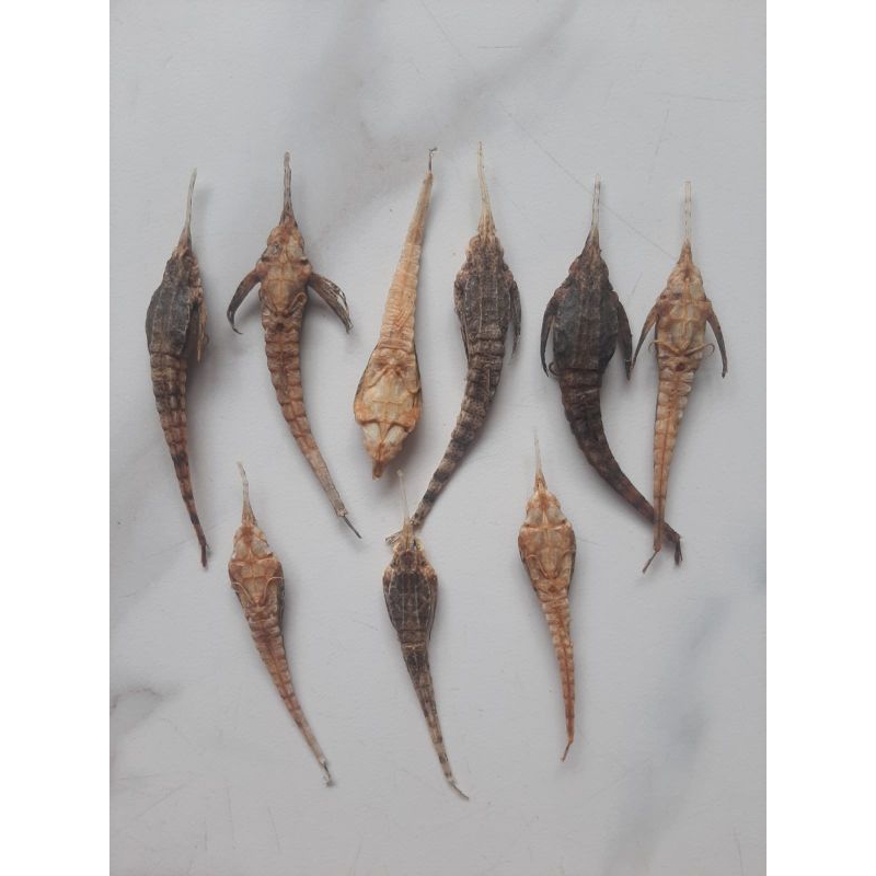 Hai Ma Que / Hai Yan Zi kering khasiat seperti kuda Laut Obat Herbal Kesuburan Pria dan Wanita 1pcs