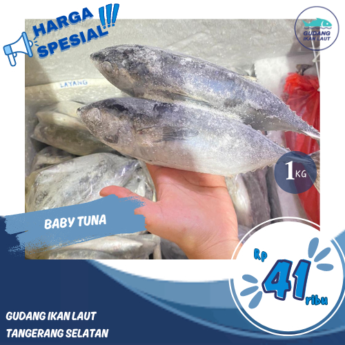 

IKAN TUNA LAUT / BABY TUNA LAUT SEGAR 1KG