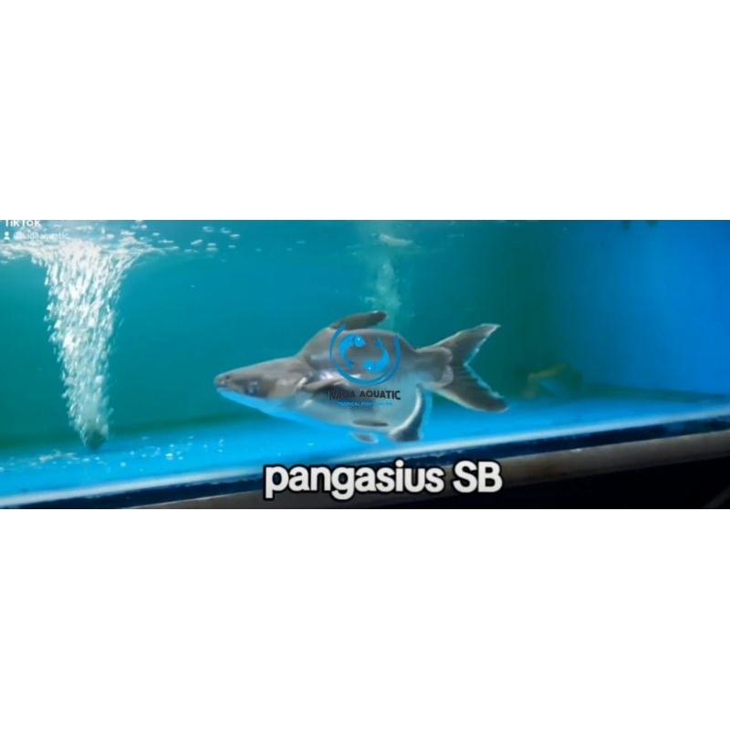 

Ikan Pangasius Short Body Pangasius SB 20 cm