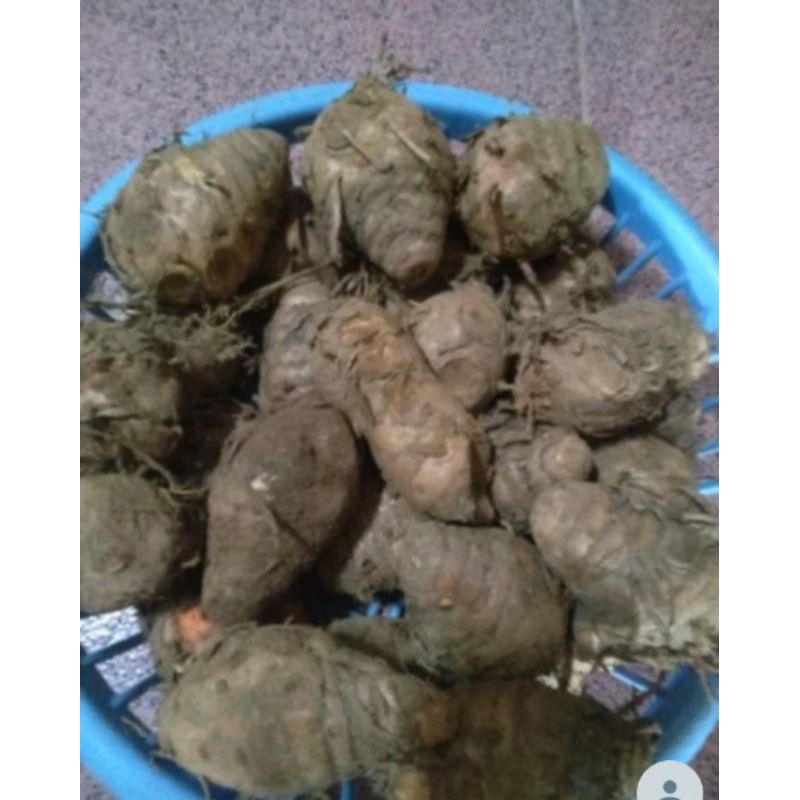 

Biang kunyit