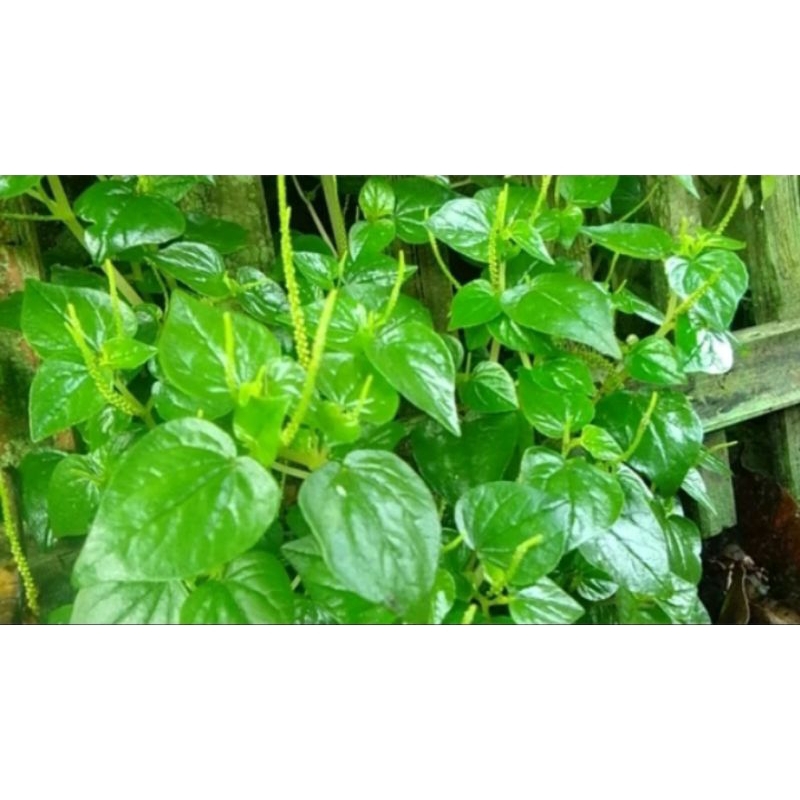 

Daun sirih china segar isi 500gr