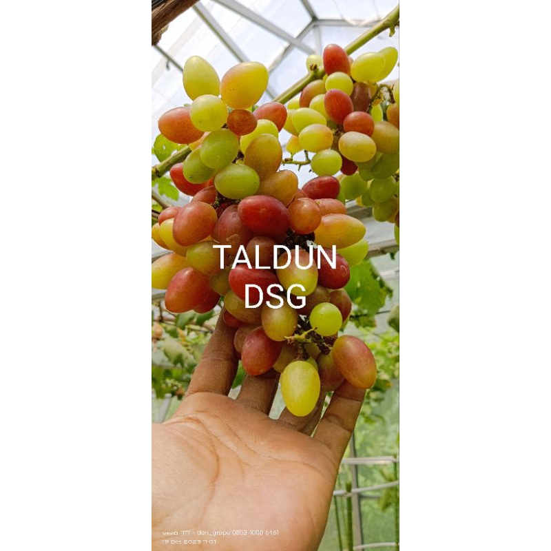 bibit anggur taldun