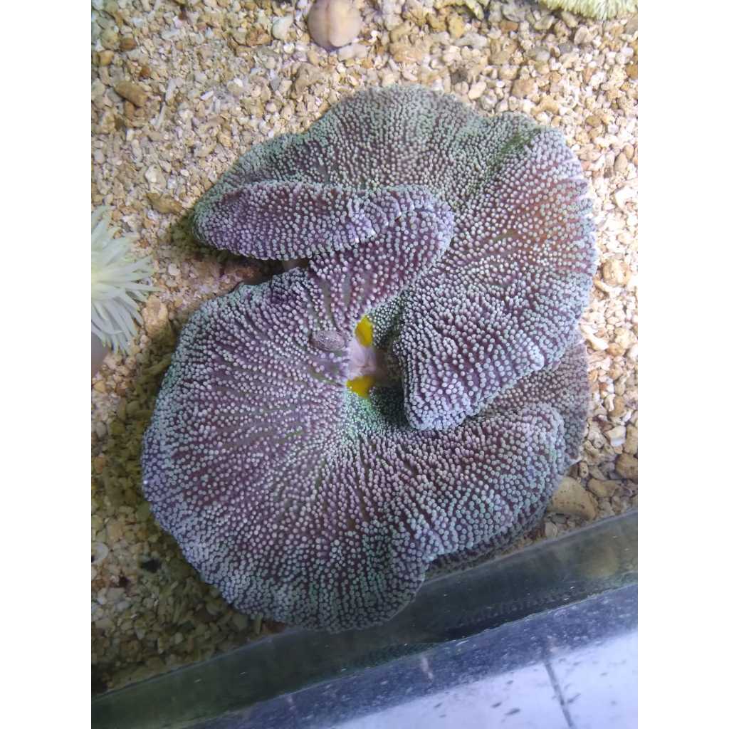 Anemon Karpet HIJAU - Green Carpet Anemone