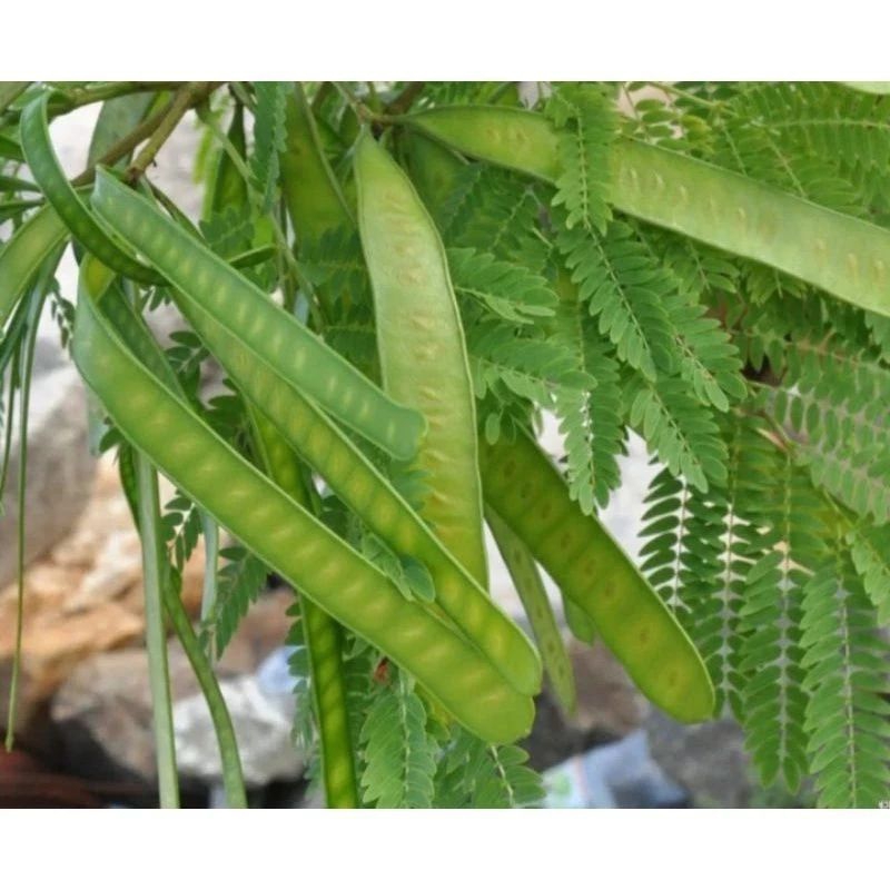

daun lamtoro/PETAI CINA PROMO!!!500gram