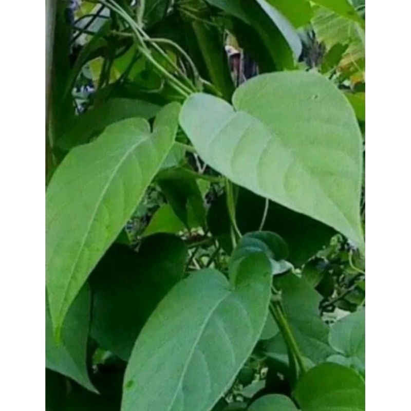 

Daun kentutan/Daun sembukan 250gr