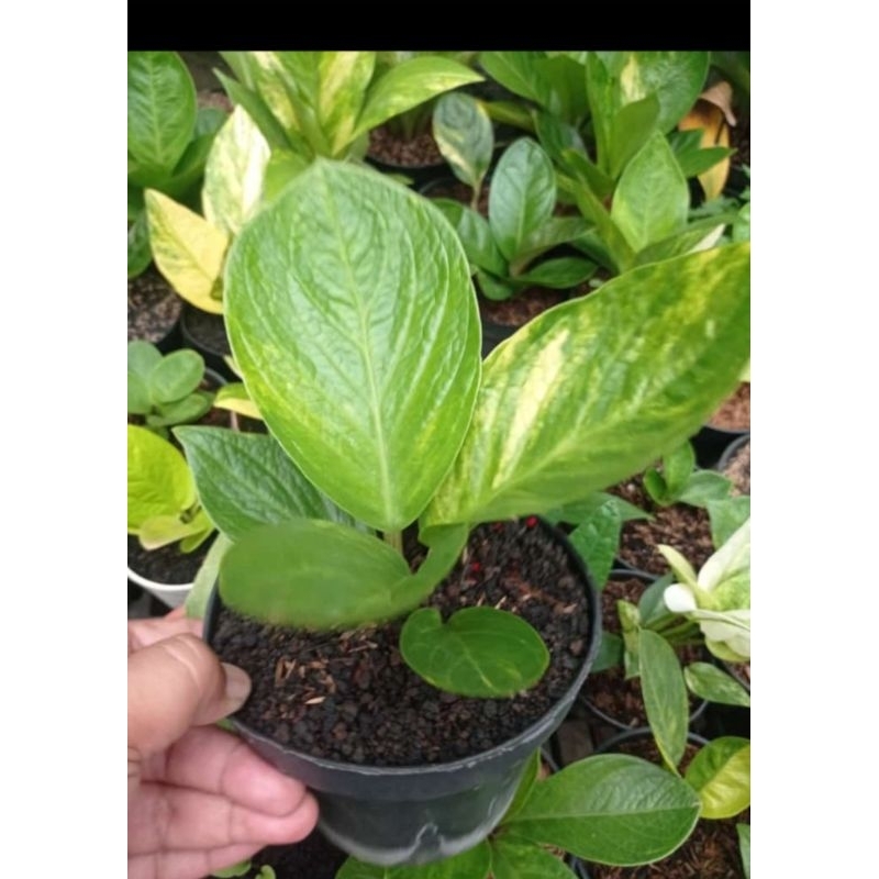 anthurium mangkok varigata ( Hybrid )