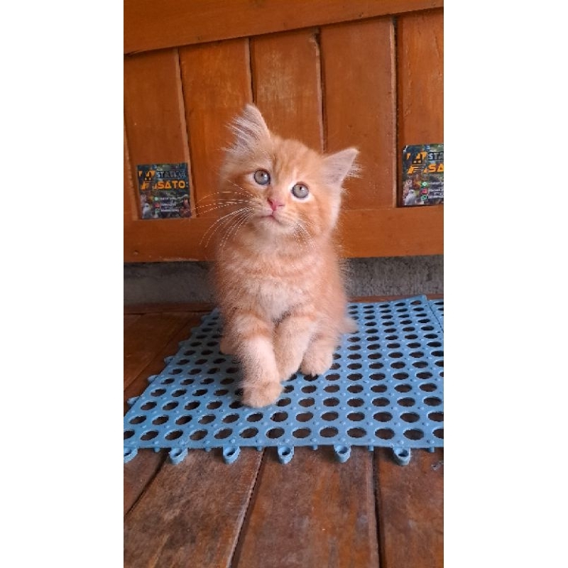 Kitten Persia Medium Oren Kode A