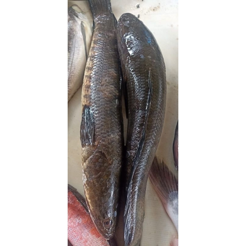

Ikan Gabus Hidup Segar