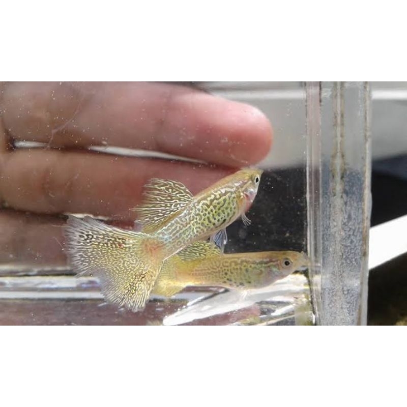Gambar Guppy yellow lace