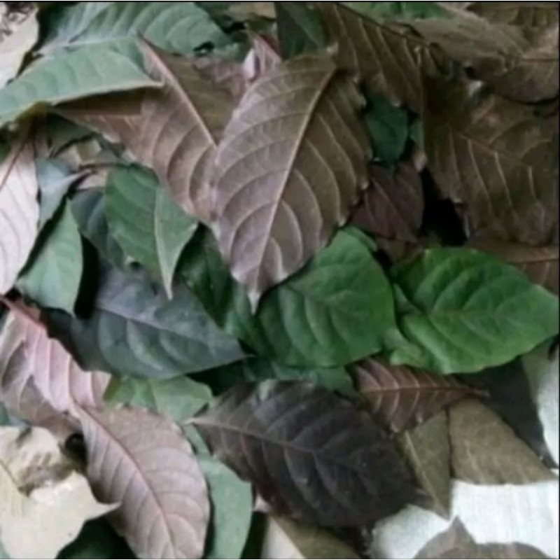 

daun ungu segar daun handeuleum 250 gram daun wungu obat ambeien obat wasir