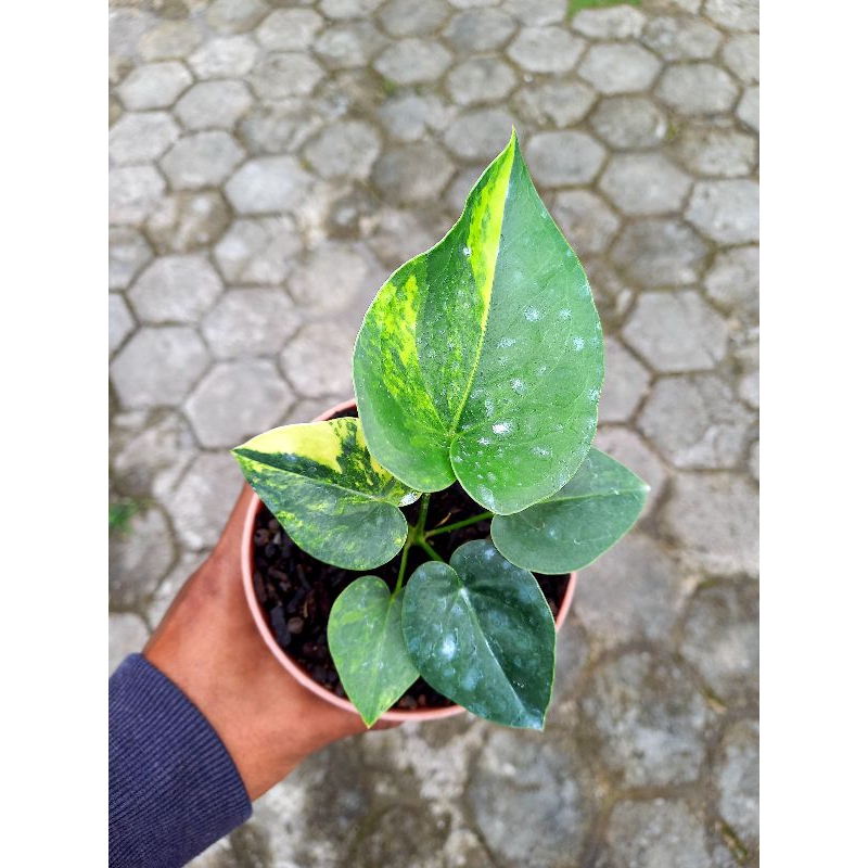 anthurium corong variegata